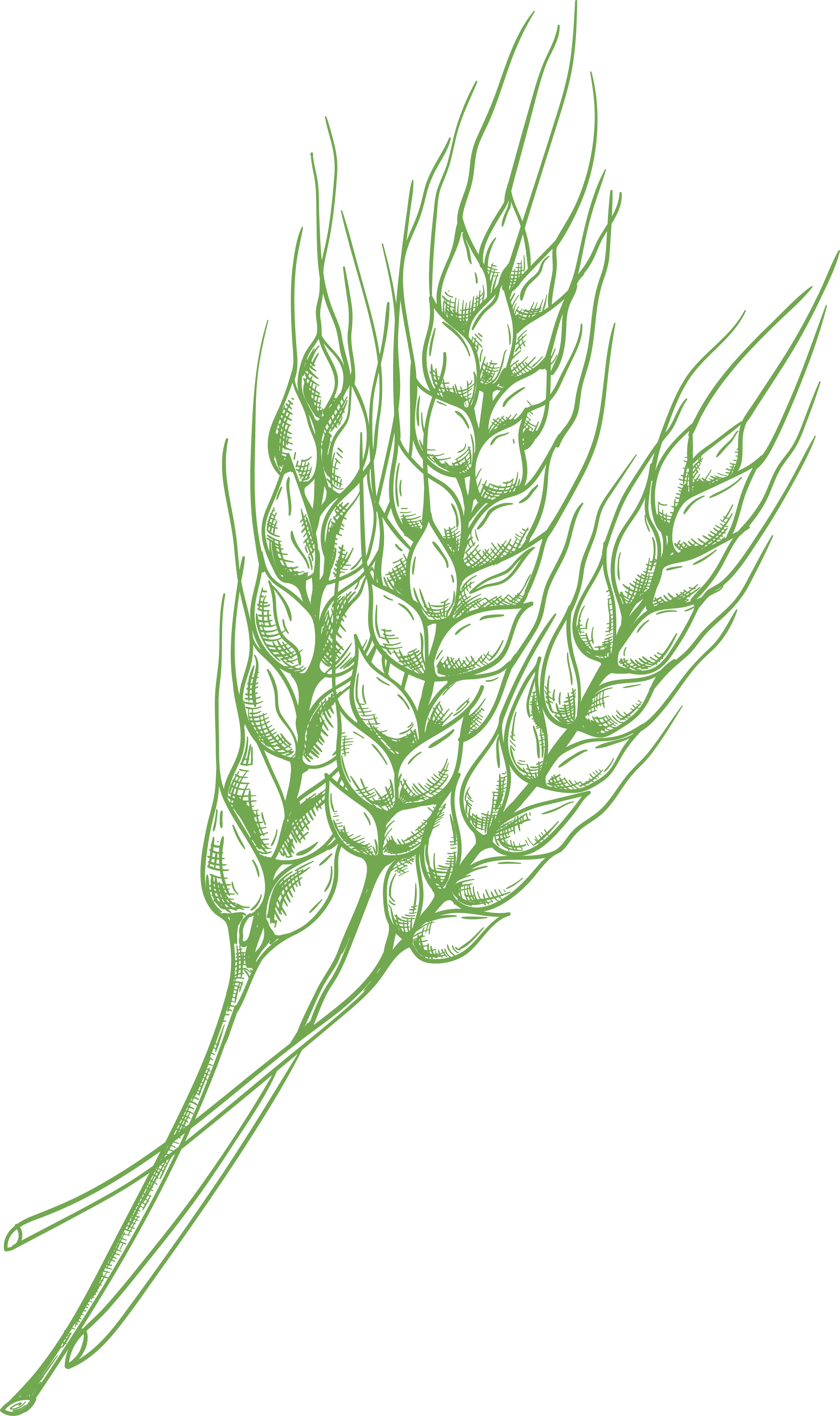 Grain illustration