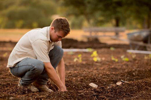 planting